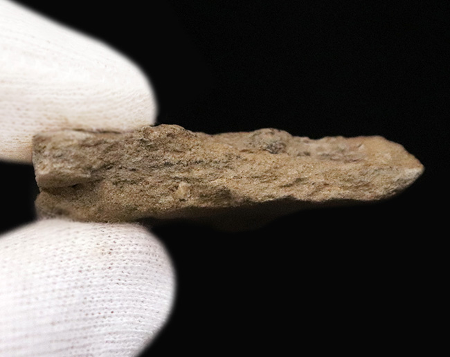 レア!鱗の凹凸が明瞭に確認できる、エドモントサウルス(Edmontosaurus)の皮膚印象化石(その6)