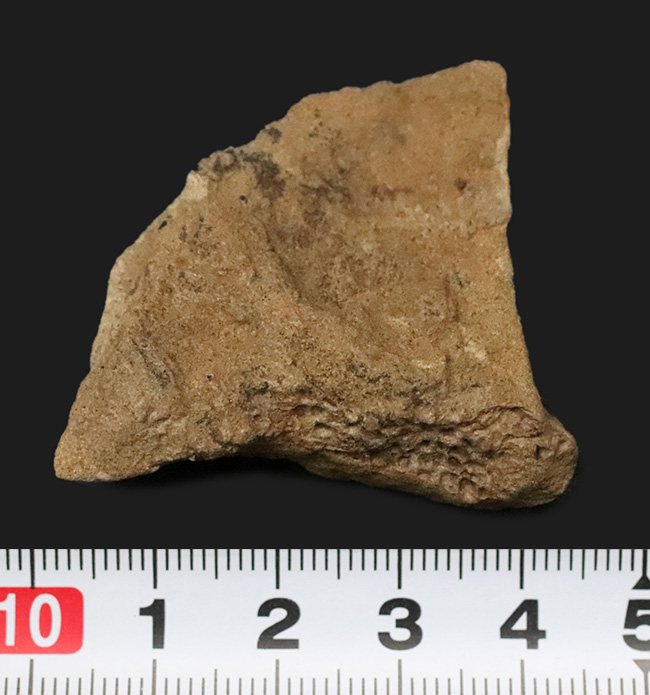 レア!鱗の凹凸が明瞭に確認できる、エドモントサウルス(Edmontosaurus)の皮膚印象化石(その7)