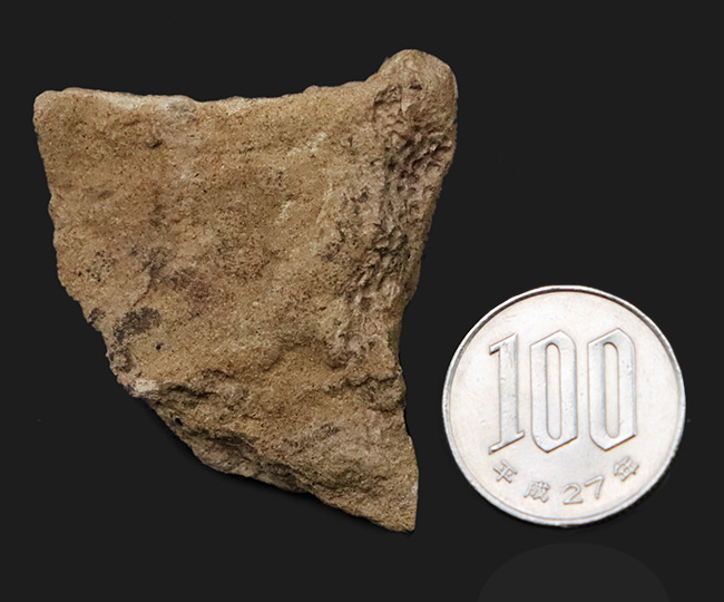 レア!鱗の凹凸が明瞭に確認できる、エドモントサウルス(Edmontosaurus)の皮膚印象化石(その8)