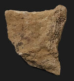 レア！鱗の凹凸が明瞭に確認できる、エドモントサウルス（Edmontosaurus）の皮膚印象化石