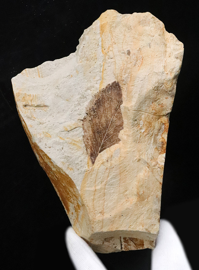 複数種の木の葉が同時に確認できる、岩手県岩手郡雫石町・用ノ沢産 木の葉の化石（その1）