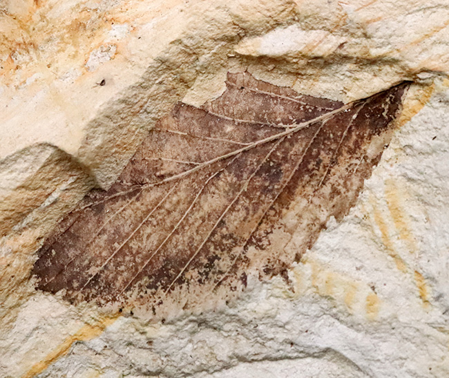 複数種の木の葉が同時に確認できる、岩手県岩手郡雫石町・用ノ沢産 木の葉の化石（その2）