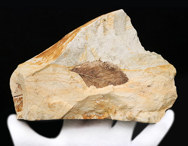 複数種の木の葉が同時に確認できる、岩手県岩手郡雫石町・用ノ沢産 木の葉の化石（その3）