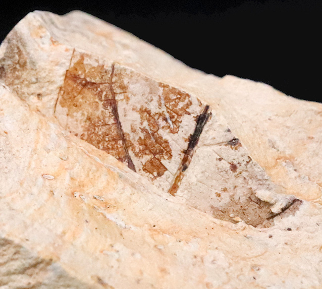 複数種の木の葉が同時に確認できる、岩手県岩手郡雫石町・用ノ沢産 木の葉の化石（その4）