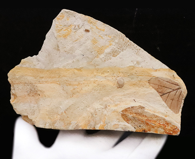 複数種の木の葉が同時に確認できる、岩手県岩手郡雫石町・用ノ沢産 木の葉の化石（その5）