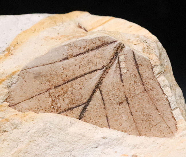 複数種の木の葉が同時に確認できる、岩手県岩手郡雫石町・用ノ沢産 木の葉の化石（その6）