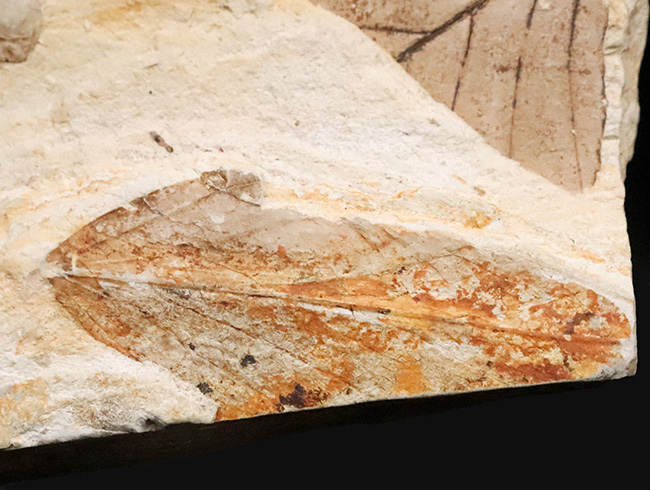 複数種の木の葉が同時に確認できる、岩手県岩手郡雫石町・用ノ沢産 木の葉の化石（その7）