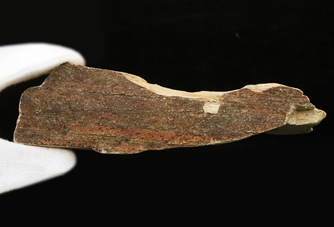 複数種の木の葉が同時に確認できる、岩手県岩手郡雫石町・用ノ沢産 木の葉の化石（その8）