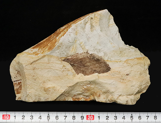 複数種の木の葉が同時に確認できる、岩手県岩手郡雫石町・用ノ沢産 木の葉の化石（その9）