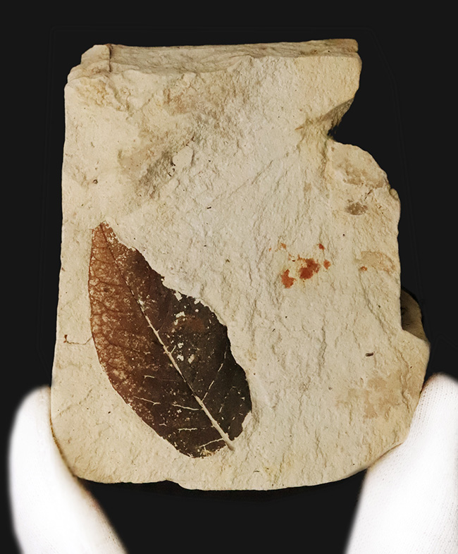 ほぼ完全に炭素化した、保存状態のきわめて良い木の葉の化石｜ 岩手県岩手郡雫石町・用ノ沢産（その2）