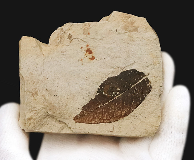 ほぼ完全に炭素化した、保存状態のきわめて良い木の葉の化石｜ 岩手県岩手郡雫石町・用ノ沢産（その3）