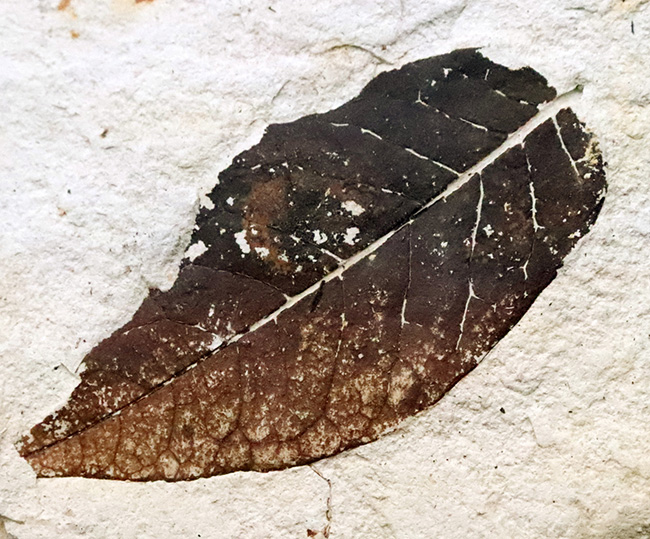 ほぼ完全に炭素化した、保存状態のきわめて良い木の葉の化石｜ 岩手県岩手郡雫石町・用ノ沢産（その4）