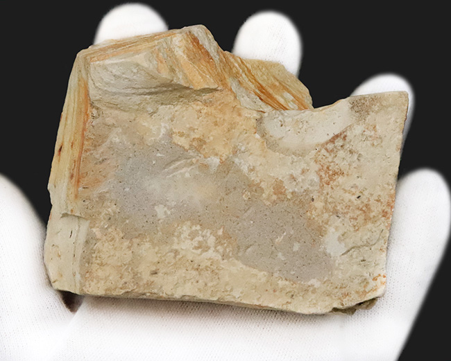 ほぼ完全に炭素化した、保存状態のきわめて良い木の葉の化石｜ 岩手県岩手郡雫石町・用ノ沢産（その5）