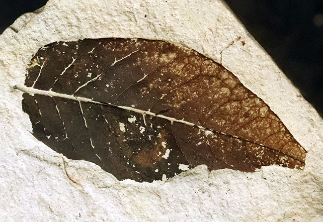 ほぼ完全に炭素化した、保存状態のきわめて良い木の葉の化石｜ 岩手県岩手郡雫石町・用ノ沢産（その6）