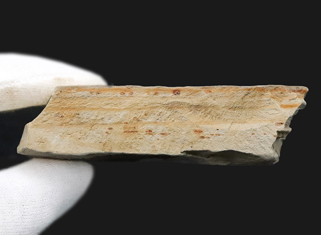 ほぼ完全に炭素化した、保存状態のきわめて良い木の葉の化石｜ 岩手県岩手郡雫石町・用ノ沢産（その7）