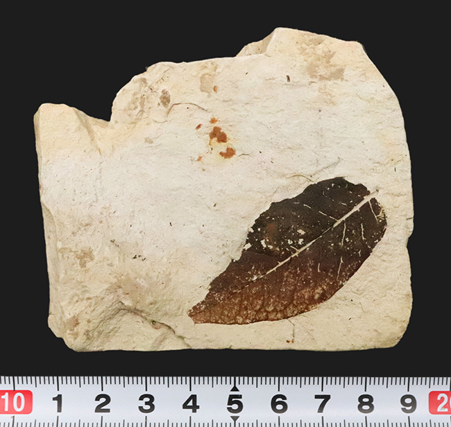ほぼ完全に炭素化した、保存状態のきわめて良い木の葉の化石｜ 岩手県岩手郡雫石町・用ノ沢産（その8）