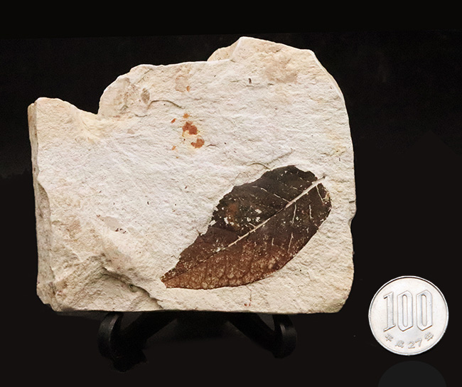 ほぼ完全に炭素化した、保存状態のきわめて良い木の葉の化石｜ 岩手県岩手郡雫石町・用ノ沢産（その9）