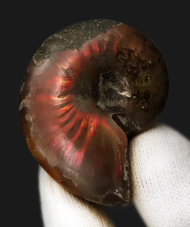 美しい遊色と繊細な縫合線模様を同時に楽しめる！両面が輝く、上質遊色アンモナイト《クレオニセラス（Cleoniceras）》（その1）