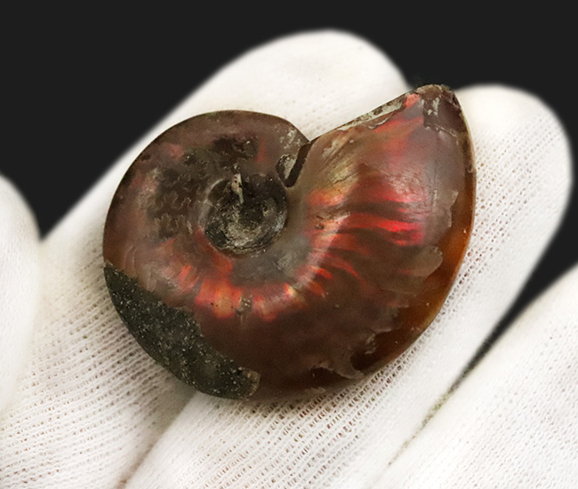 美しい遊色と繊細な縫合線模様を同時に楽しめる！両面が輝く、上質遊色アンモナイト《クレオニセラス（Cleoniceras）》（その2）