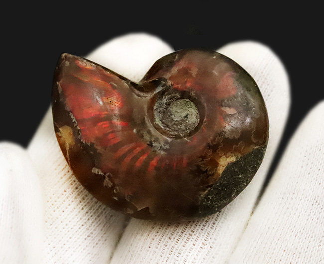 美しい遊色と繊細な縫合線模様を同時に楽しめる！両面が輝く、上質遊色アンモナイト《クレオニセラス（Cleoniceras）》（その3）