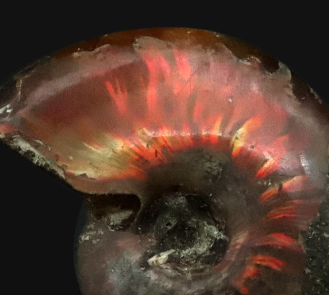 美しい遊色と繊細な縫合線模様を同時に楽しめる！両面が輝く、上質遊色アンモナイト《クレオニセラス（Cleoniceras）》（その4）