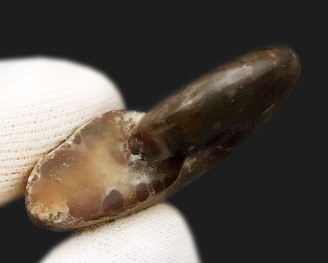 美しい遊色と繊細な縫合線模様を同時に楽しめる！両面が輝く、上質遊色アンモナイト《クレオニセラス（Cleoniceras）》（その5）