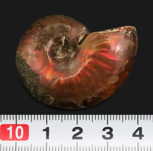 美しい遊色と繊細な縫合線模様を同時に楽しめる！両面が輝く、上質遊色アンモナイト《クレオニセラス（Cleoniceras）》（その6）