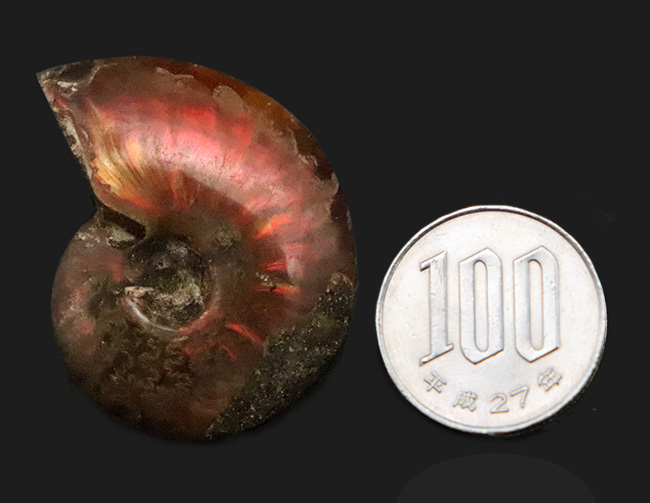 美しい遊色と繊細な縫合線模様を同時に楽しめる！両面が輝く、上質遊色アンモナイト《クレオニセラス（Cleoniceras）》（その7）