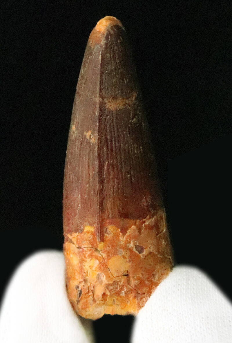 上質厳選品！本来の歯のふくらみ・断面の丸みがきれいに残存したスピノサウルス（Spinosaurus）の歯化石（その2）