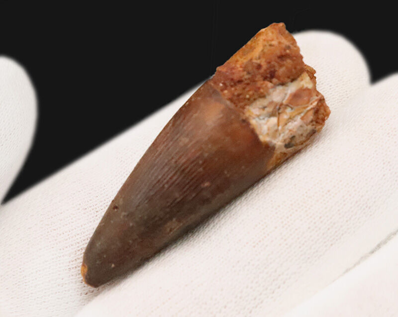 上質厳選品！本来の歯のふくらみ・断面の丸みがきれいに残存したスピノサウルス（Spinosaurus）の歯化石（その3）