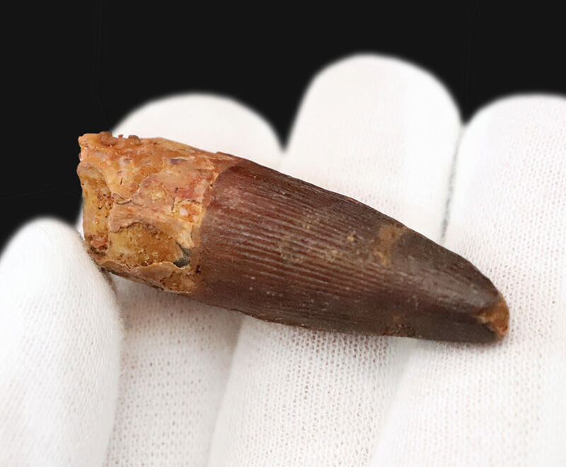 上質厳選品！本来の歯のふくらみ・断面の丸みがきれいに残存したスピノサウルス（Spinosaurus）の歯化石（その4）