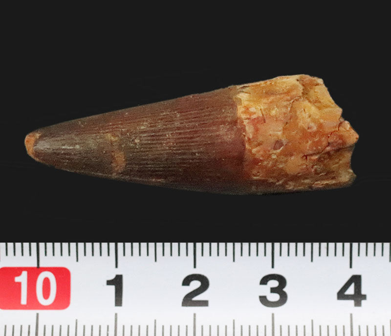 上質厳選品！本来の歯のふくらみ・断面の丸みがきれいに残存したスピノサウルス（Spinosaurus）の歯化石（その6）