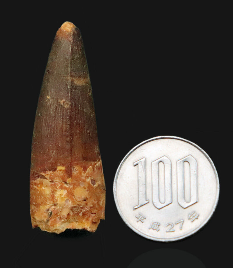 上質厳選品！本来の歯のふくらみ・断面の丸みがきれいに残存したスピノサウルス（Spinosaurus）の歯化石（その7）