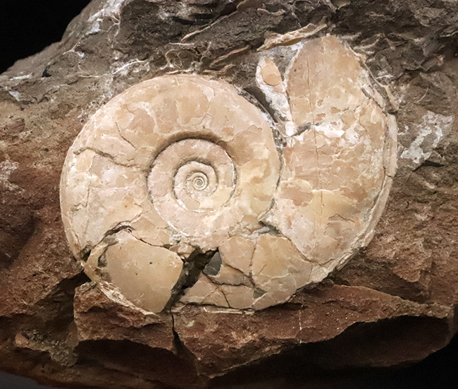 正常巻きのハウエリセラス（Hauericeras）と異常巻きのポリプチコセラス（Polyptychoceras）が両面に露出した、北海道の白亜紀層を一度に楽しめる贅沢なマルチ標本（その5）