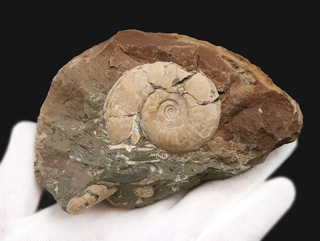 正常巻きのハウエリセラス（Hauericeras）と異常巻きのポリプチコセラス（Polyptychoceras）が両面に露出した、北海道の白亜紀層を一度に楽しめる贅沢なマルチ標本（その7）