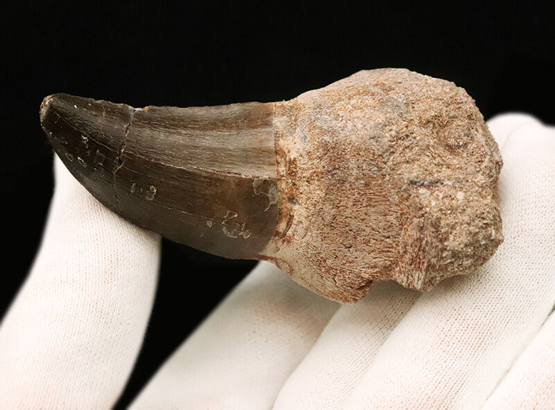 周長11.8cmの圧倒的バルク！保保存状態も上々で、見どころが尽きないモササウルス（Mosasaurus）類の巨大な歯化石（その3）