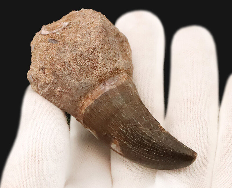 周長11.8cmの圧倒的バルク！保保存状態も上々で、見どころが尽きないモササウルス（Mosasaurus）類の巨大な歯化石（その4）