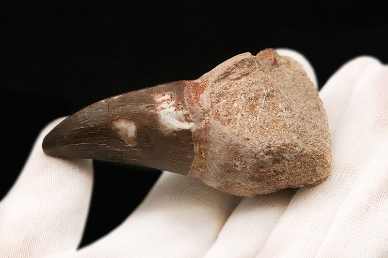周長11.8cmの圧倒的バルク！保保存状態も上々で、見どころが尽きないモササウルス（Mosasaurus）類の巨大な歯化石（その5）