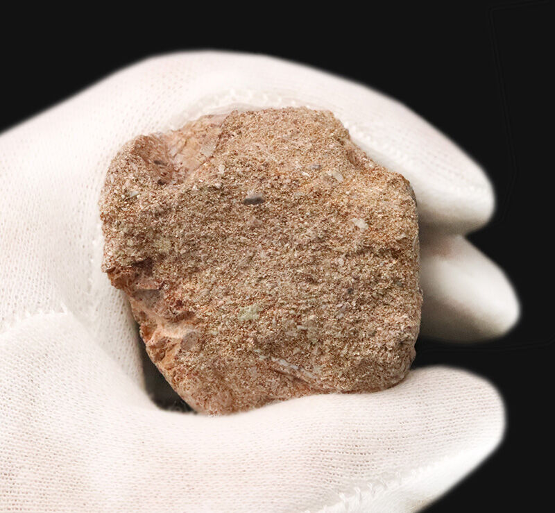 周長11.8cmの圧倒的バルク！保保存状態も上々で、見どころが尽きないモササウルス（Mosasaurus）類の巨大な歯化石（その6）