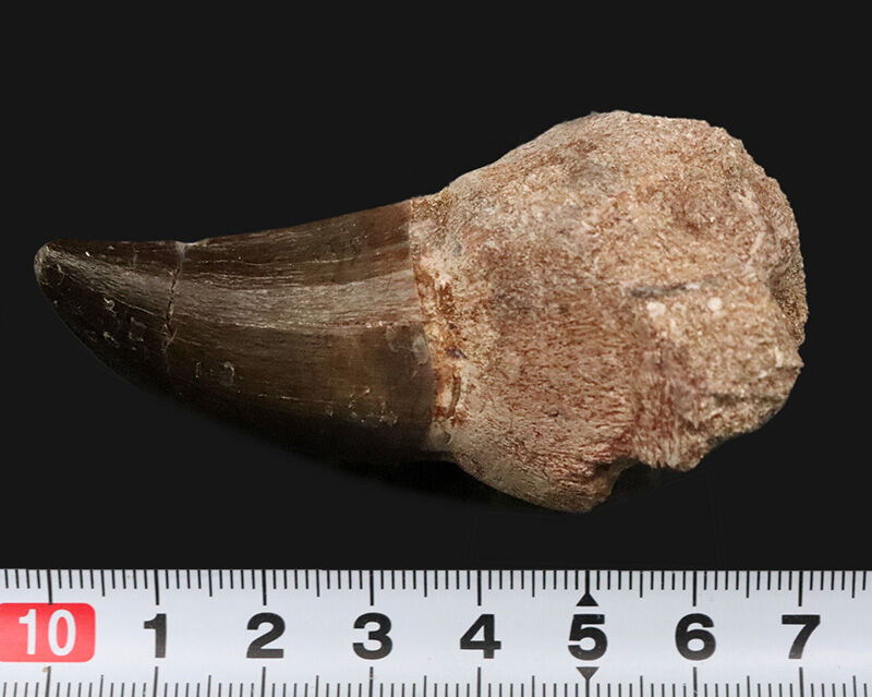 周長11.8cmの圧倒的バルク！保保存状態も上々で、見どころが尽きないモササウルス（Mosasaurus）類の巨大な歯化石（その7）