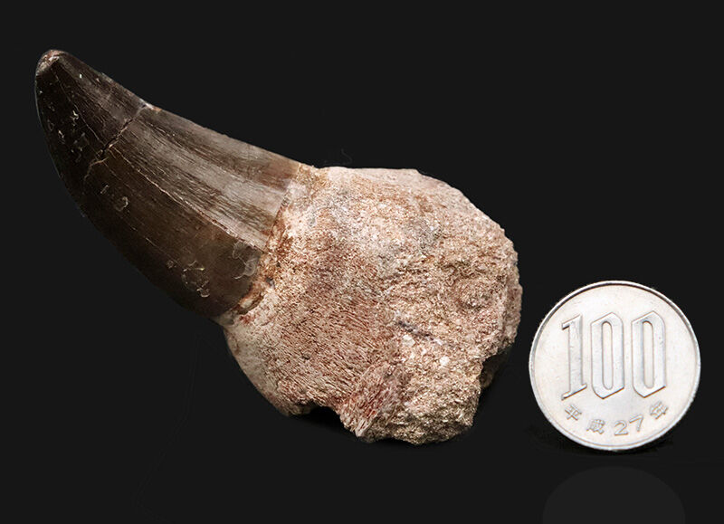 周長11.8cmの圧倒的バルク！保保存状態も上々で、見どころが尽きないモササウルス（Mosasaurus）類の巨大な歯化石（その8）