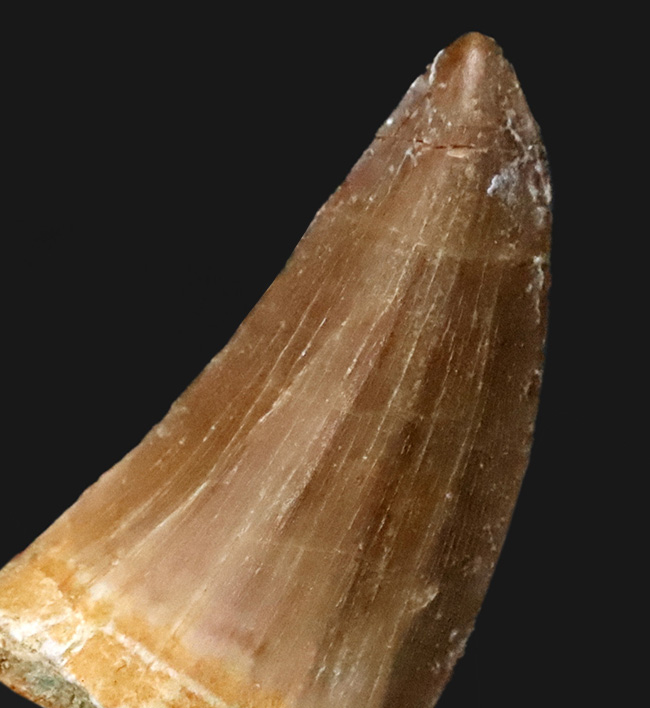 厚みとボリューム感が際立つ！モササウルス (Mosasaurus) の立派な歯化石（その2）