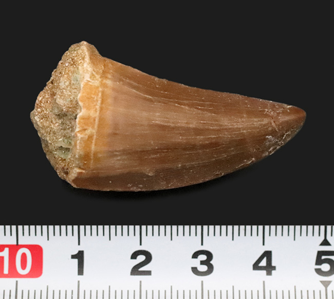 厚みとボリューム感が際立つ！モササウルス (Mosasaurus) の立派な歯化石（その5）