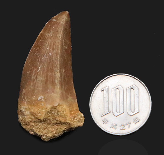 厚みとボリューム感が際立つ！モササウルス (Mosasaurus) の立派な歯化石（その6）