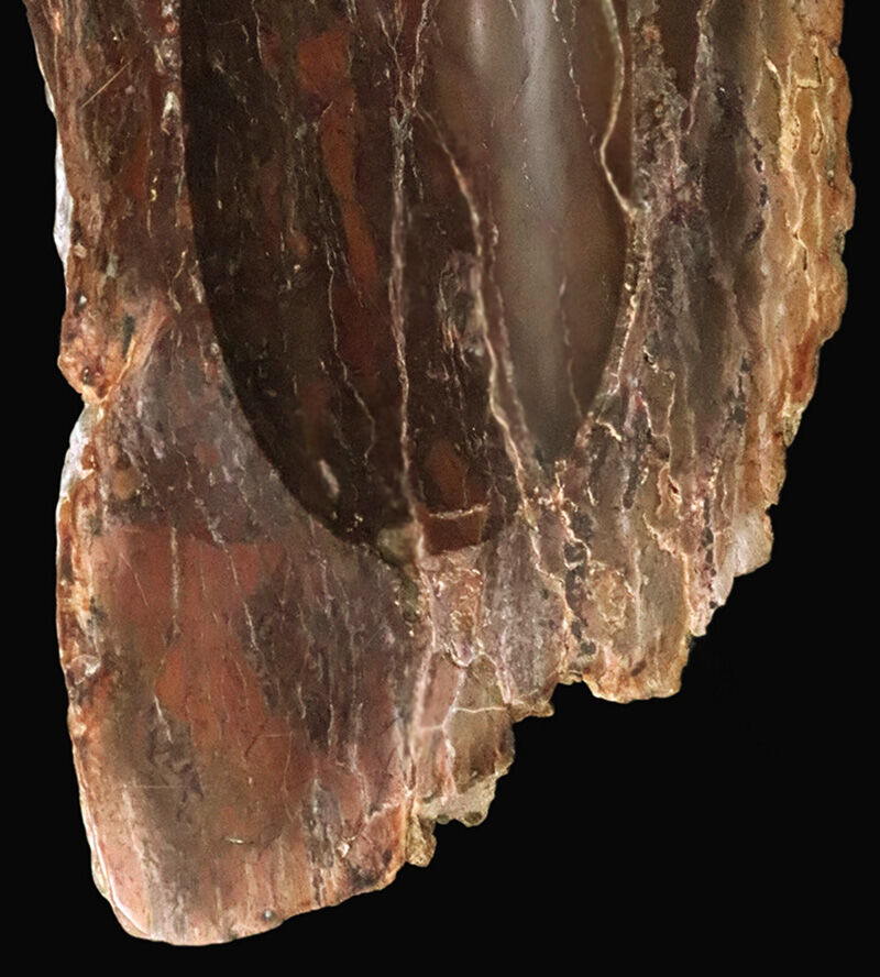 化石ファンのための小物入れ！ブラジル産の珪化木（Petrified wood）から削り出された美しい調度品（その3）