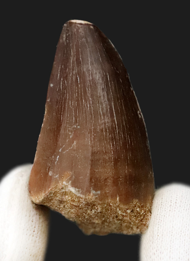 周長7センチ、分厚い！歯冠を覆うエナメル質がよく保存された、モササウルス（Mosasaurus）の歯化石（その1）