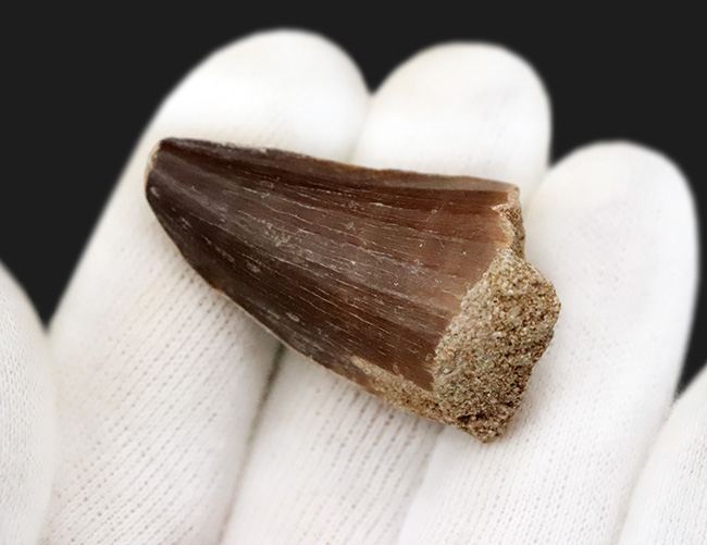 周長7センチ、分厚い！歯冠を覆うエナメル質がよく保存された、モササウルス（Mosasaurus）の歯化石（その2）