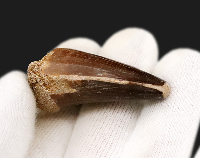 周長7センチ、分厚い！歯冠を覆うエナメル質がよく保存された、モササウルス（Mosasaurus）の歯化石（その3）