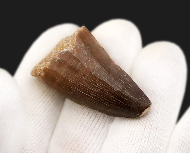 周長7センチ、分厚い！歯冠を覆うエナメル質がよく保存された、モササウルス（Mosasaurus）の歯化石（その4）