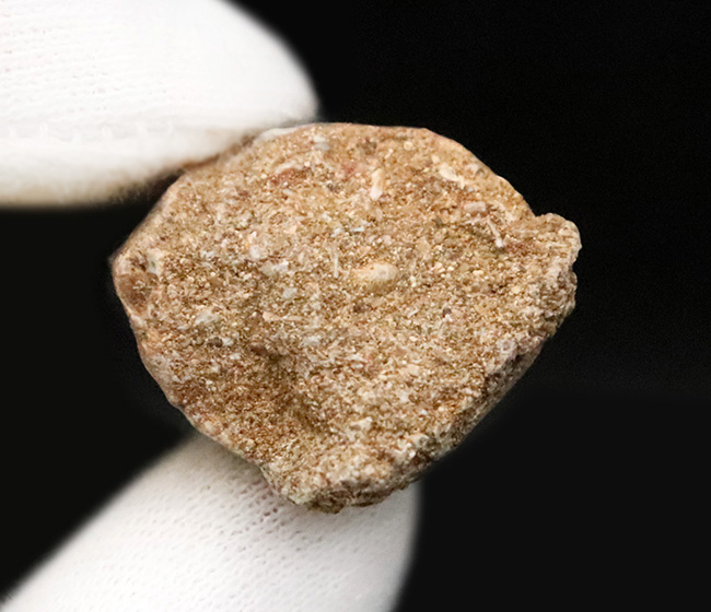 周長7センチ、分厚い！歯冠を覆うエナメル質がよく保存された、モササウルス（Mosasaurus）の歯化石（その5）